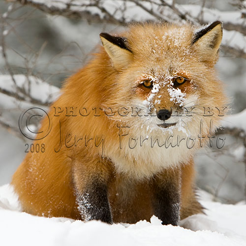 Animals of Montana Jerry Fornarotto