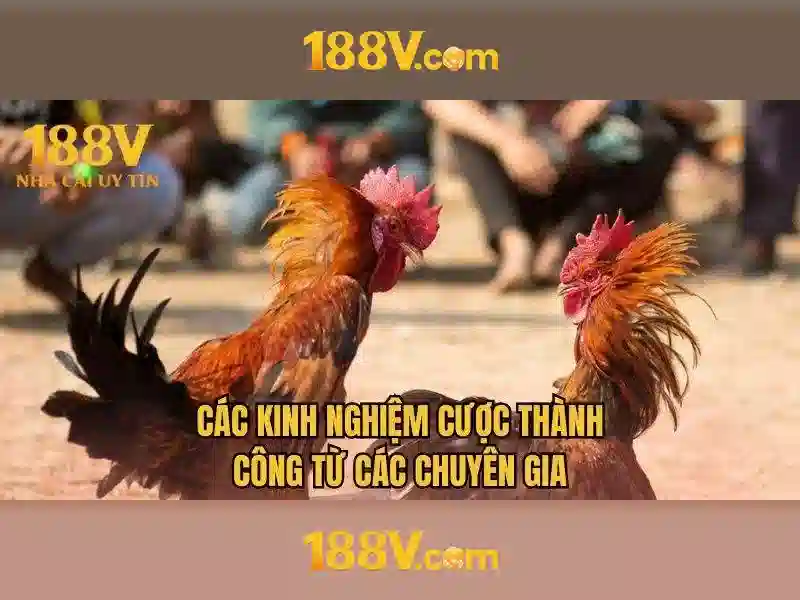 188v có lừa đảo không – Tổng quan và giá trị cốt lõi