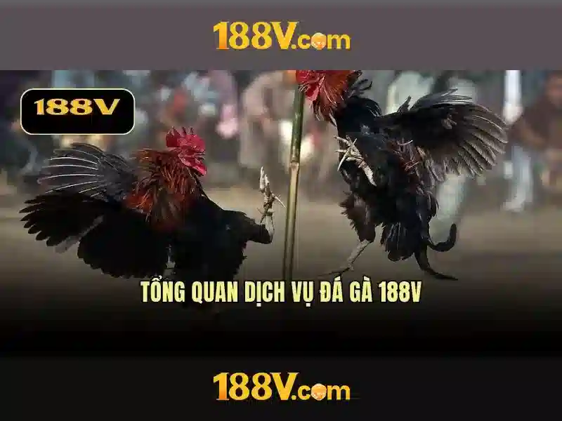 Thách thức và tương lai của 188v\n