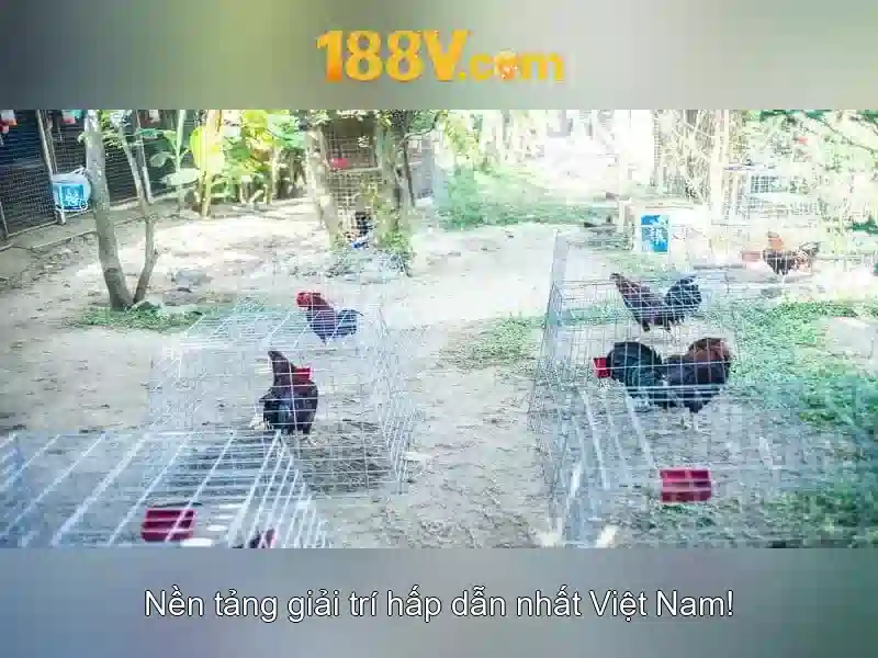 Lịch sử và nguồn gốc của 188v\n\n